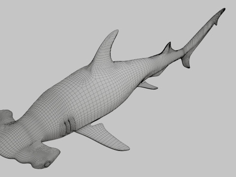 Hammer Head Shark 3D 模型