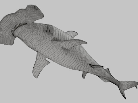 Hammer Head Shark 3D 模型