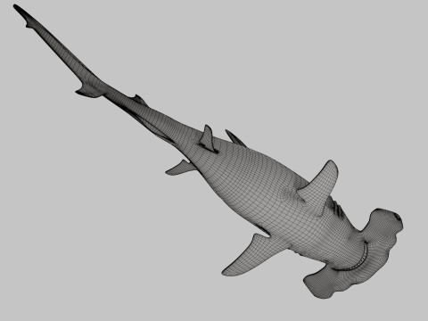 Hammer Head Shark 3D 模型