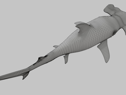 Hammer Head Shark 3D 模型
