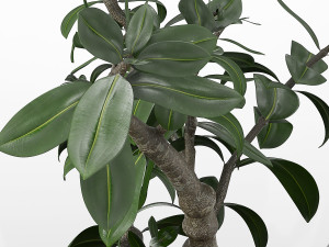 bonsai-plant-01 3D Model