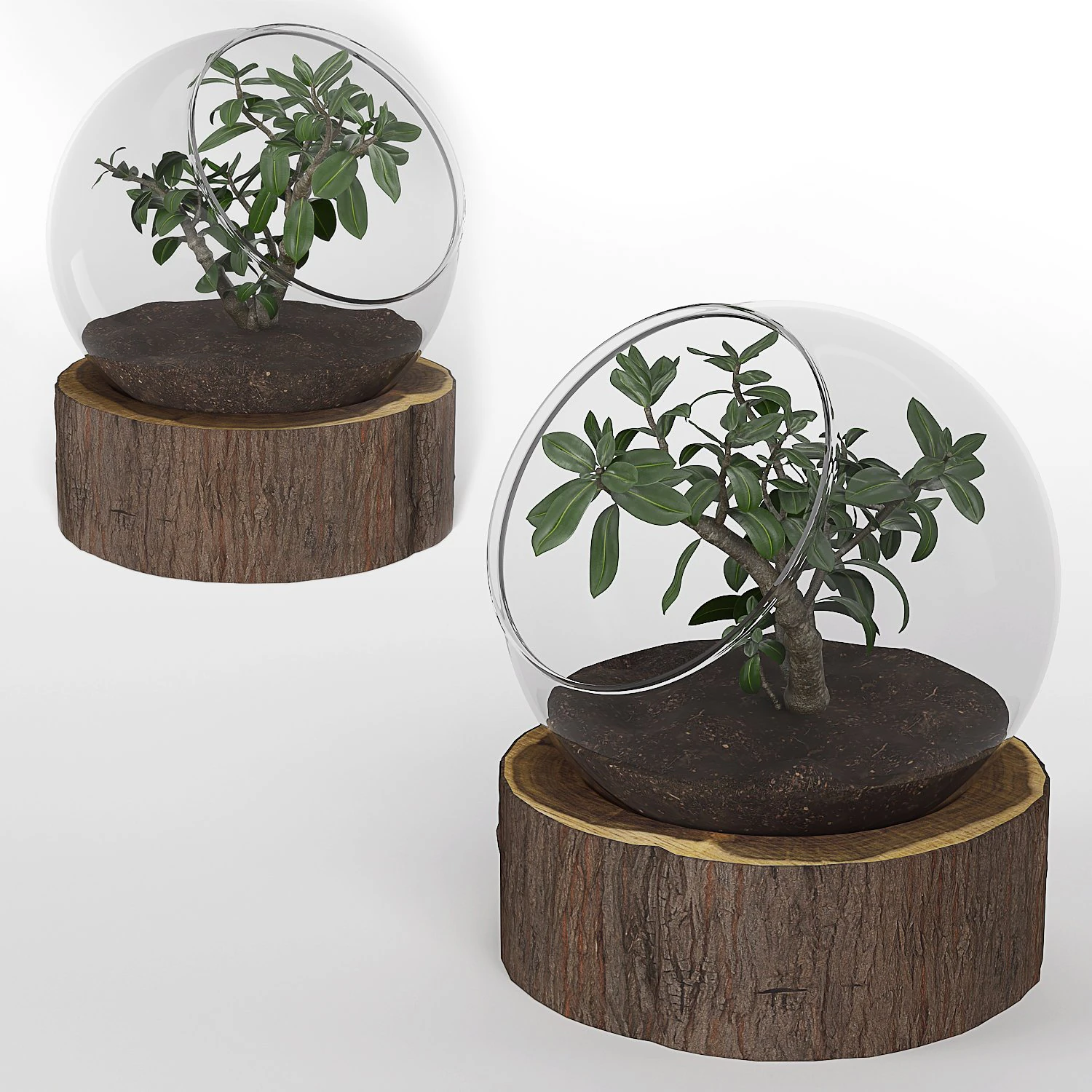 bonsai-plant-01 3D Model .c4d .max .obj .3ds .fbx .stl .blend 