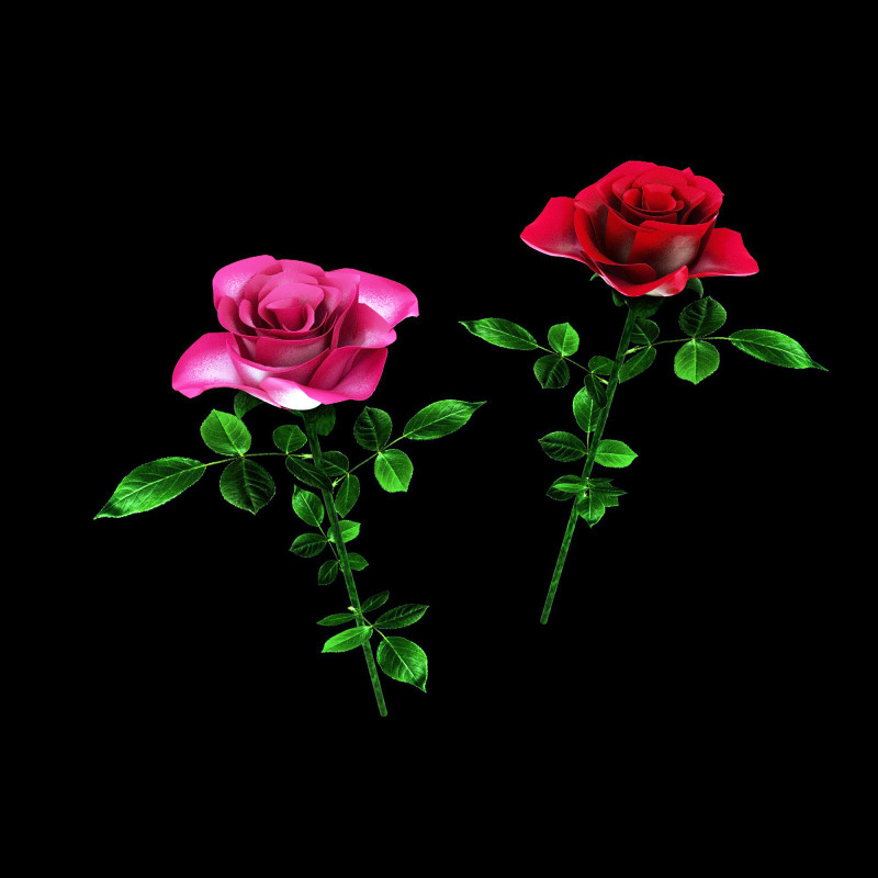 玫瑰 3D 模型 .c4d .max .obj .3ds .fbx .stl .blend 