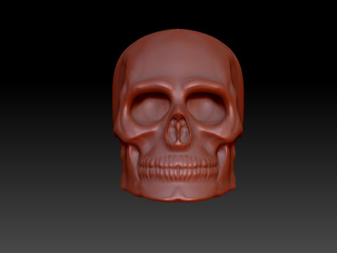 Skull 3D 모델