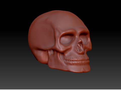 Skull 3D 模型