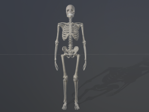 skeleton low poly model Model 3D