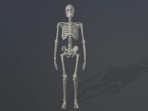 szkieletowy model low-poly Model 3D