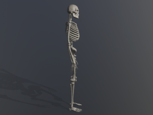 skeleton low poly model Model 3D