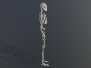 skeleton low poly model Model 3D