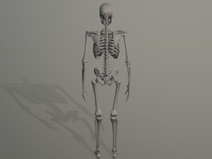 skeleton low poly model Model 3D