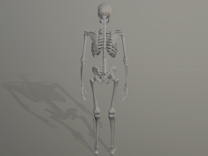 skeleton low poly model Model 3D