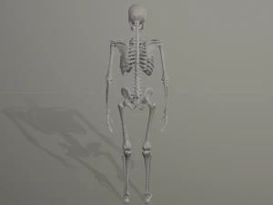 szkieletowy model low-poly Model 3D