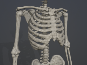 skeleton low poly model Model 3D