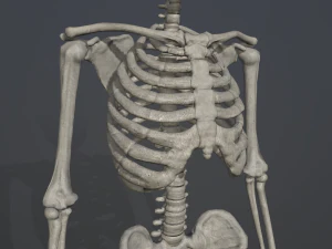 szkieletowy model low-poly Model 3D