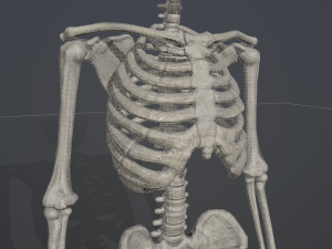 skeleton low poly model Model 3D
