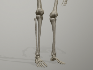 skeleton low poly model Model 3D