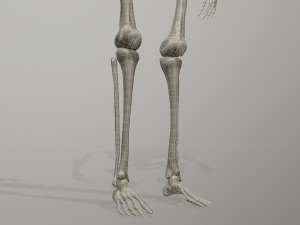 skeleton low poly model Model 3D