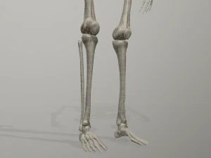 szkieletowy model low-poly Model 3D