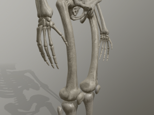 skeleton low poly model Model 3D