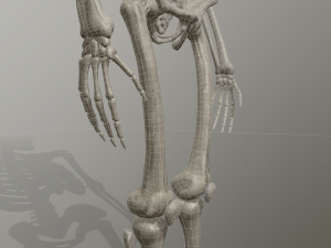skeleton low poly model Model 3D