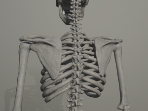 skeleton low poly model Model 3D