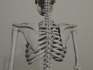 szkieletowy model low-poly Model 3D