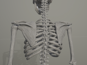 skeleton low poly model Model 3D