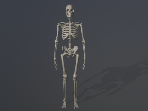 skeleton low poly model Model 3D