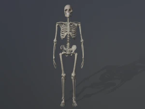 szkieletowy model low-poly Model 3D