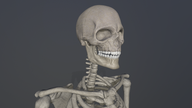 skeleton low poly model Model 3D .c4d .max .obj .3ds .fbx .stl .blend 