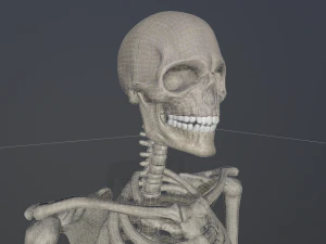 szkieletowy model low-poly Model 3D