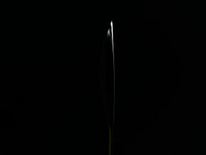 torch low poly low-poly 3D Model