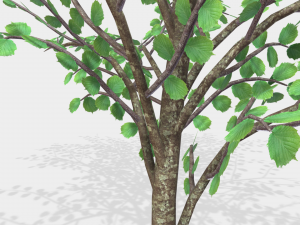 hazels 3D Model