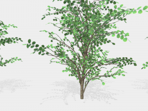 hazels 3D Model