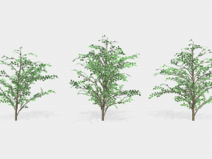 hazels 3D Model