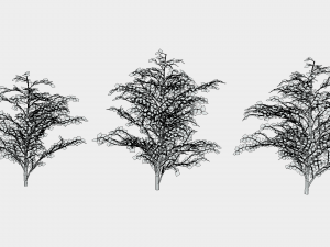 hazels 3D Model