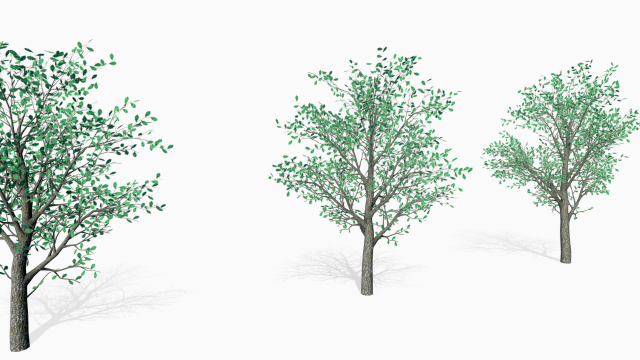 oaks 3D Модель .c4d .max .obj .3ds .fbx .stl .blend 