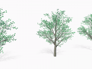 oaks Model 3D