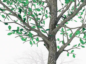 oaks 3D Model