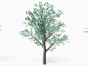 oaks 3D Модель