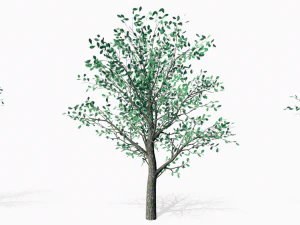 oaks 3D Model