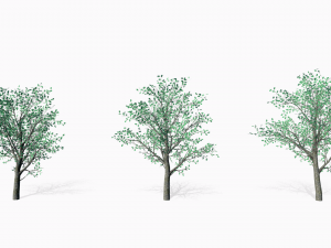 oaks 3D Модель