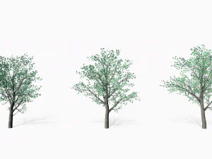 oaks 3D Model