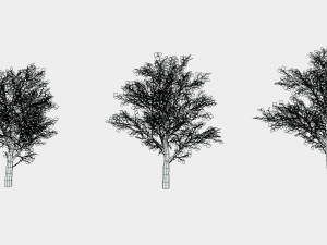 oaks 3D Модель