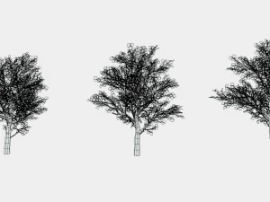 oaks 3D Model