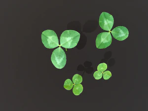 clovers 3D Model