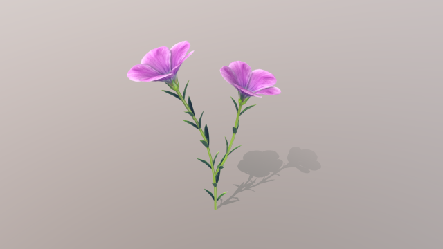 linum viscosum Model 3D .c4d .max .obj .3ds .fbx .stl .blend 