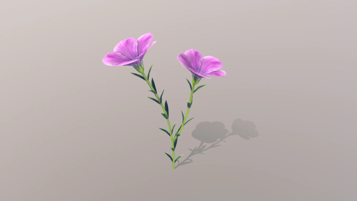 linum viscosum 3D Model .c4d .max .obj .3ds .fbx .stl .blend 