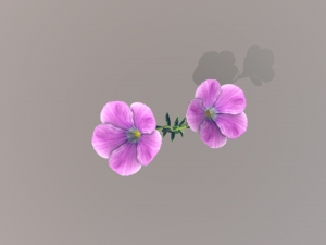 linum viscosum Model 3D