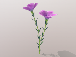 linum viscosum Model 3D